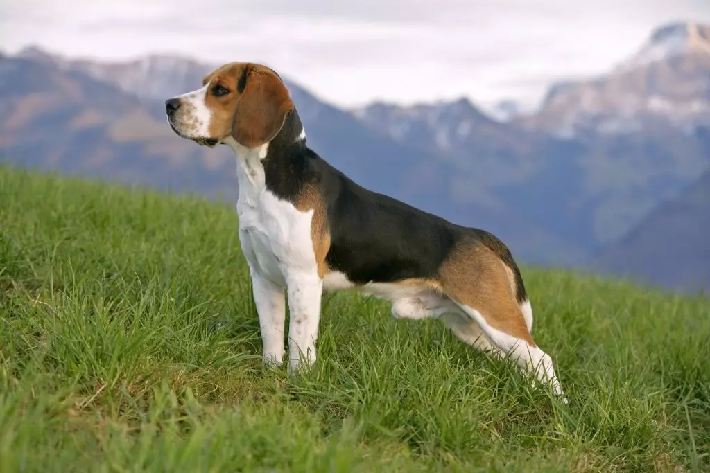 Fox Terrier (64 լուսանկար). Bre եղատեսակների սորտերի նկարագրությունը: Շների համեմատություն Tweeters- ով: Սեւ եւ այլ գույների որսորդական շներ: Որքան են նրանք ապրում: 23071_5