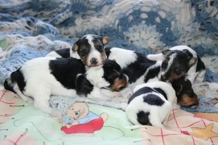 Fox Terrier (64 fotot): tõu sortide kirjeldus. Koerte võrdlus Tweetritega. Mustade ja teiste värvide jahikoertel. Kui palju nad elavad? 23071_51