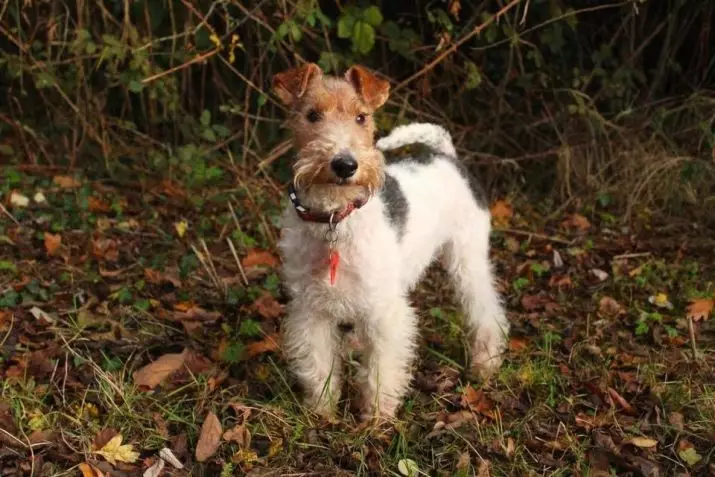 Fox Terrier (64 photos): Description des variétés de race. Comparaison des chiens avec des tweeters. Chasse des chiens de noir et d'autres couleurs. Combien vivent-ils? 23071_53