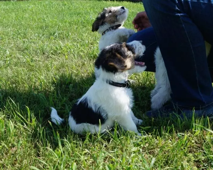 Fox Terrier (64 photos): Description des variétés de race. Comparaison des chiens avec des tweeters. Chasse des chiens de noir et d'autres couleurs. Combien vivent-ils? 23071_57