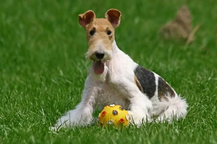 Fox Terrier (64 photos): Description des variétés de race. Comparaison des chiens avec des tweeters. Chasse des chiens de noir et d'autres couleurs. Combien vivent-ils? 23071_58