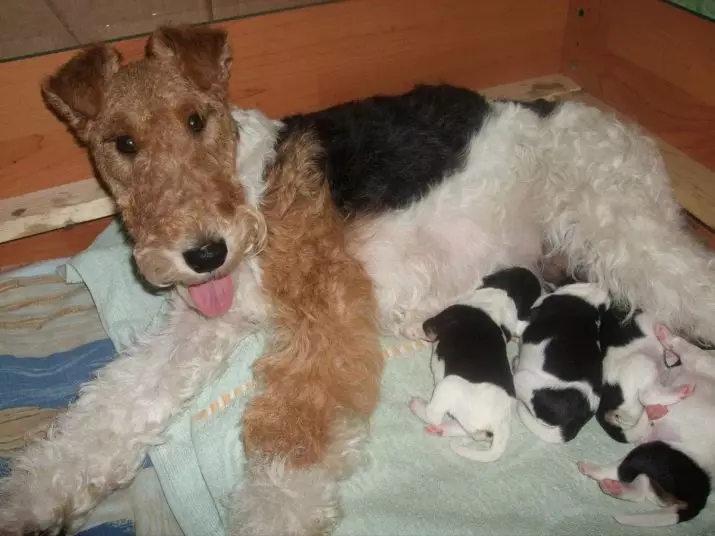 Fox Terrier (64 photos): Description des variétés de race. Comparaison des chiens avec des tweeters. Chasse des chiens de noir et d'autres couleurs. Combien vivent-ils? 23071_64