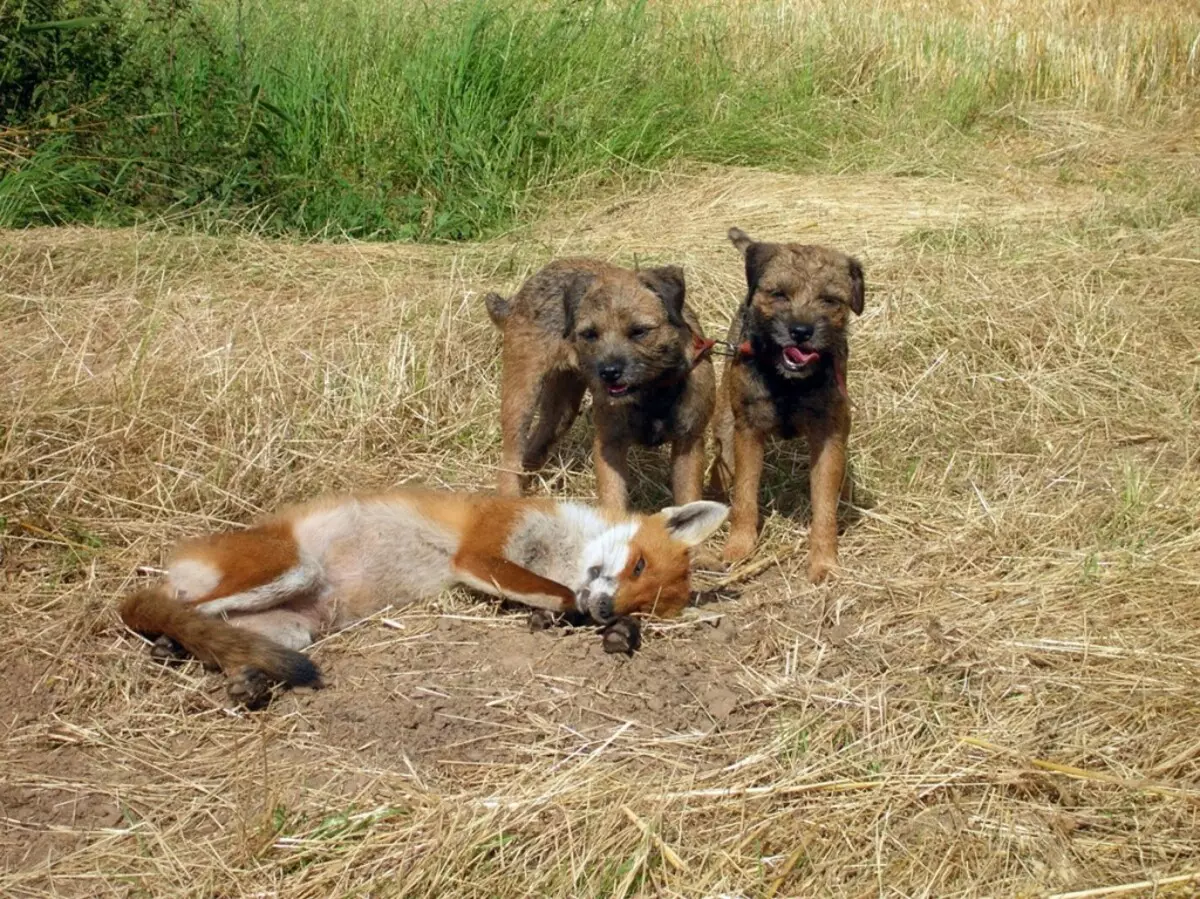 Собаки охотники на лис породы фото