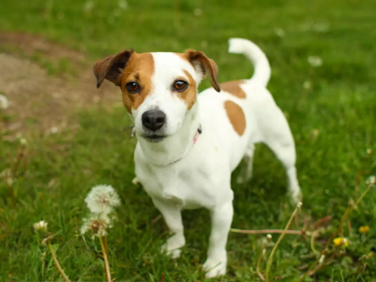 Glat-Hoer Jack Russell Terrier (21 Fotoen): Charakteristike vu kuerzlecher Hired Rückseitungen, Welpen 23075_11