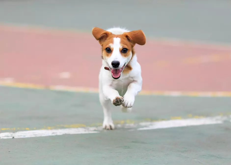 Smooth-Haired Jack Russell Terrier (21 장의 사진) : 짧은 머리 품종의 특성, 강아지 치료 23075_12