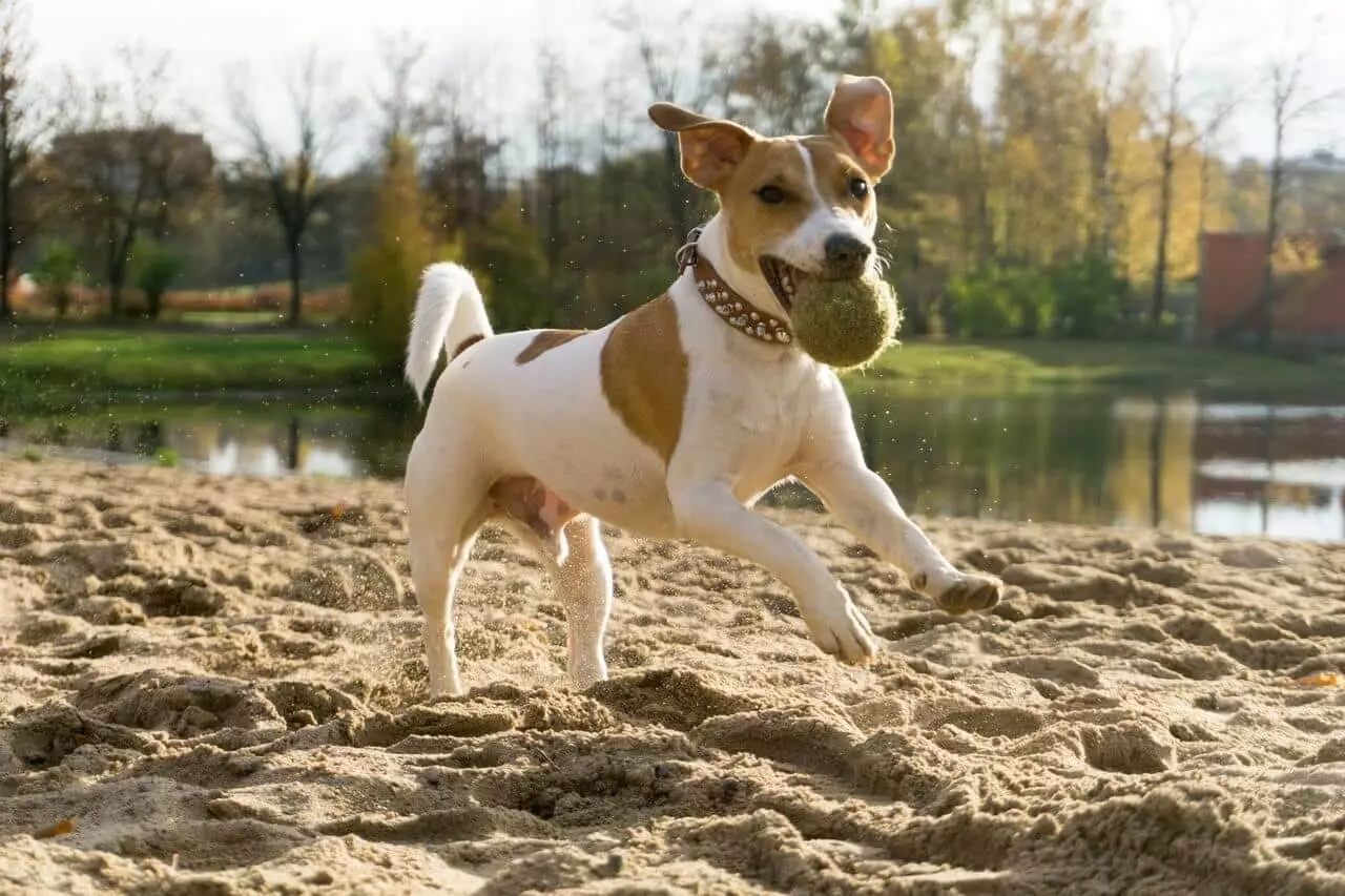 Glat-Hoer Jack Russell Terrier (21 Fotoen): Charakteristike vu kuerzlecher Hired Rückseitungen, Welpen 23075_17