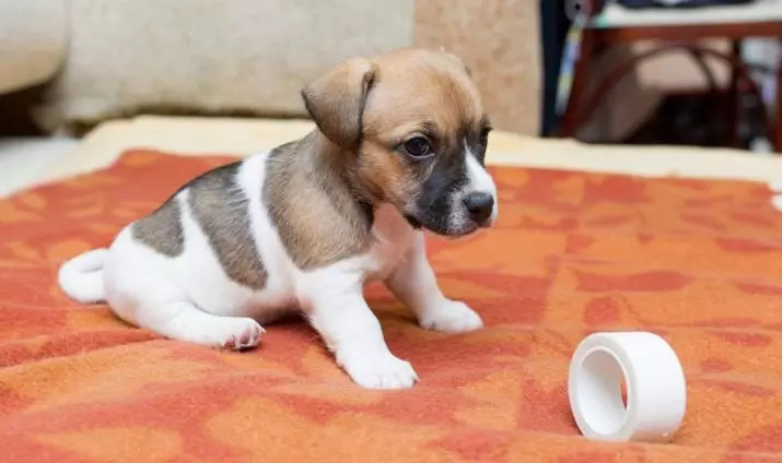 Smooth-Haired Jack Russell Terrier (21 장의 사진) : 짧은 머리 품종의 특성, 강아지 치료 23075_19