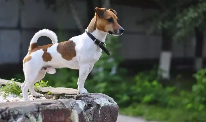 Glat-Hoer Jack Russell Terrier (21 Fotoen): Charakteristike vu kuerzlecher Hired Rückseitungen, Welpen 23075_2