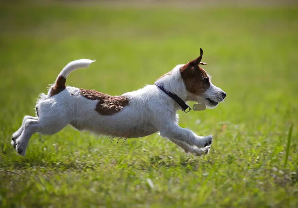 Glat-Hoer Jack Russell Terrier (21 Fotoen): Charakteristike vu kuerzlecher Hired Rückseitungen, Welpen 23075_20