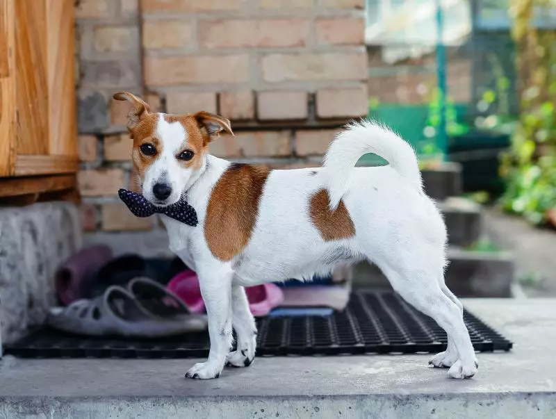 Smooth-Haired Jack Russell Terrier (21 장의 사진) : 짧은 머리 품종의 특성, 강아지 치료 23075_21