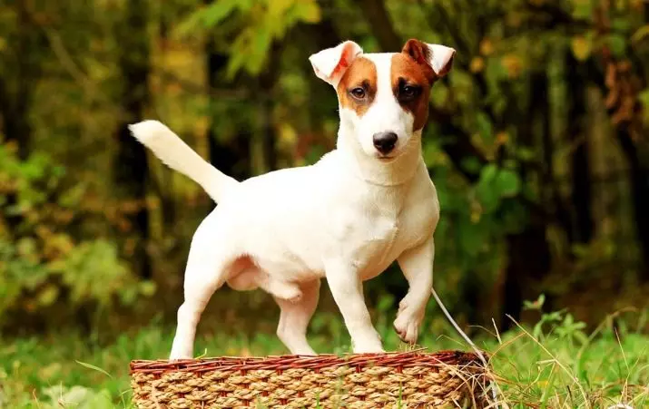 Glat-Hoer Jack Russell Terrier (21 Fotoen): Charakteristike vu kuerzlecher Hired Rückseitungen, Welpen 23075_3