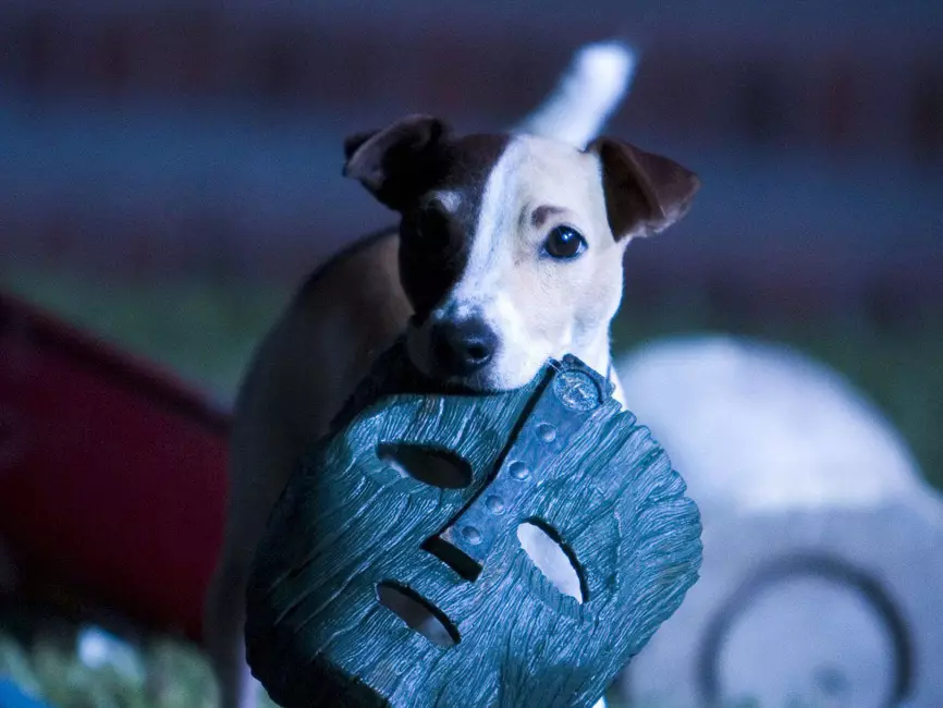 Glat-Hoer Jack Russell Terrier (21 Fotoen): Charakteristike vu kuerzlecher Hired Rückseitungen, Welpen 23075_5