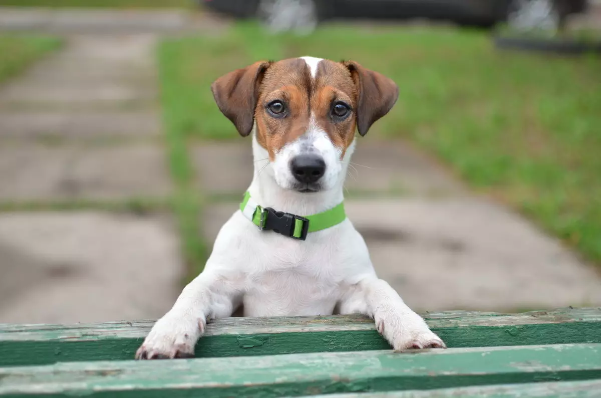 Glat-Hoer Jack Russell Terrier (21 Fotoen): Charakteristike vu kuerzlecher Hired Rückseitungen, Welpen 23075_7