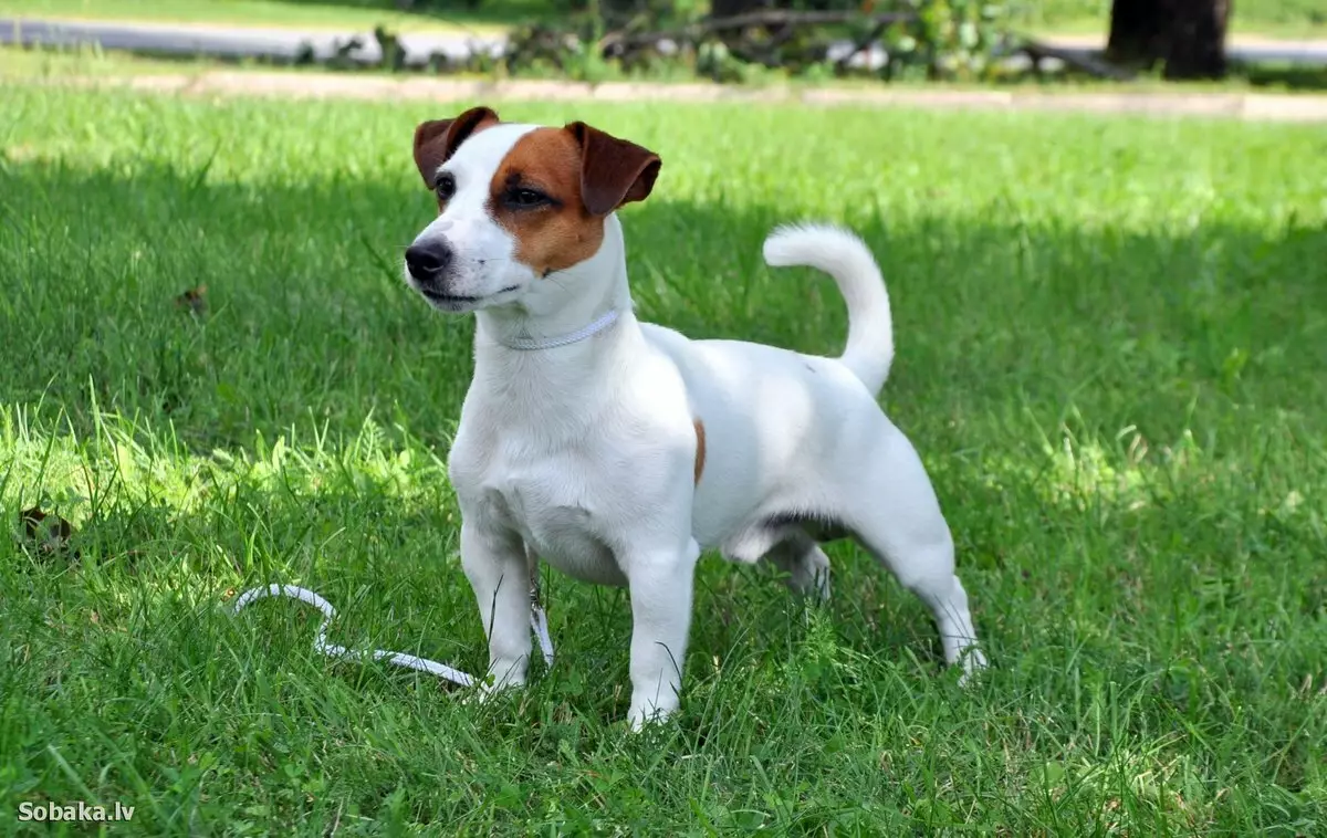 Smooth-Haired Jack Russell Terrier (21 장의 사진) : 짧은 머리 품종의 특성, 강아지 치료 23075_9