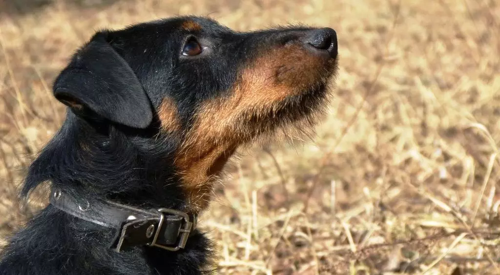 Yagdterère（63張照片）：德國狩獵品種的狗的特點，小狗的內容。品種。字符描述 23077_13