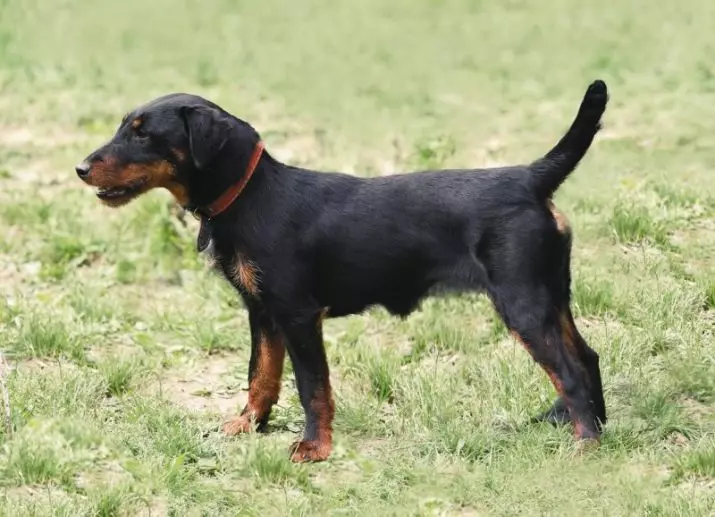 Yagdterère (63 foto's): kenmerken van het Duitse jachtras van honden, de inhoud van pups. Variëteiten. Beschrijving van het karakter 23077_14
