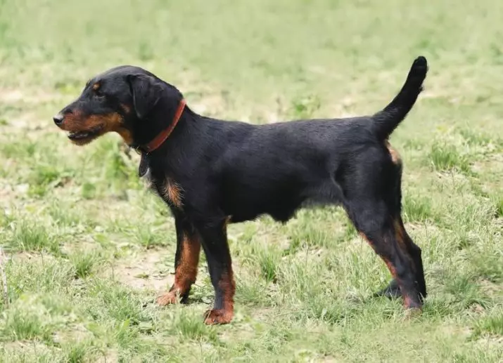 Yagdterère (63 foto): Karakteristikat e gjuetisë gjermane të qenve të qenve, përmbajtjen e puppies. Varieteteve. Përshkrimi i karakterit 23077_14