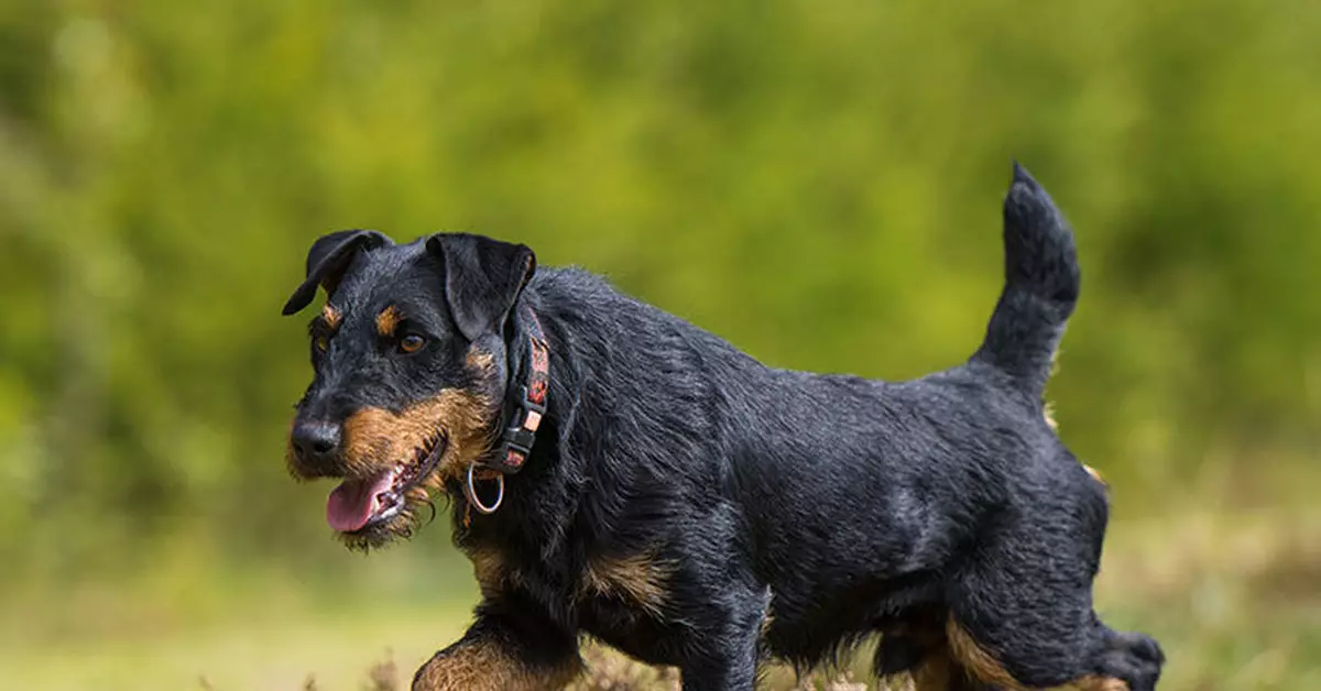 Yagdterère (63 foto's): kenmerken van het Duitse jachtras van honden, de inhoud van pups. Variëteiten. Beschrijving van het karakter 23077_15
