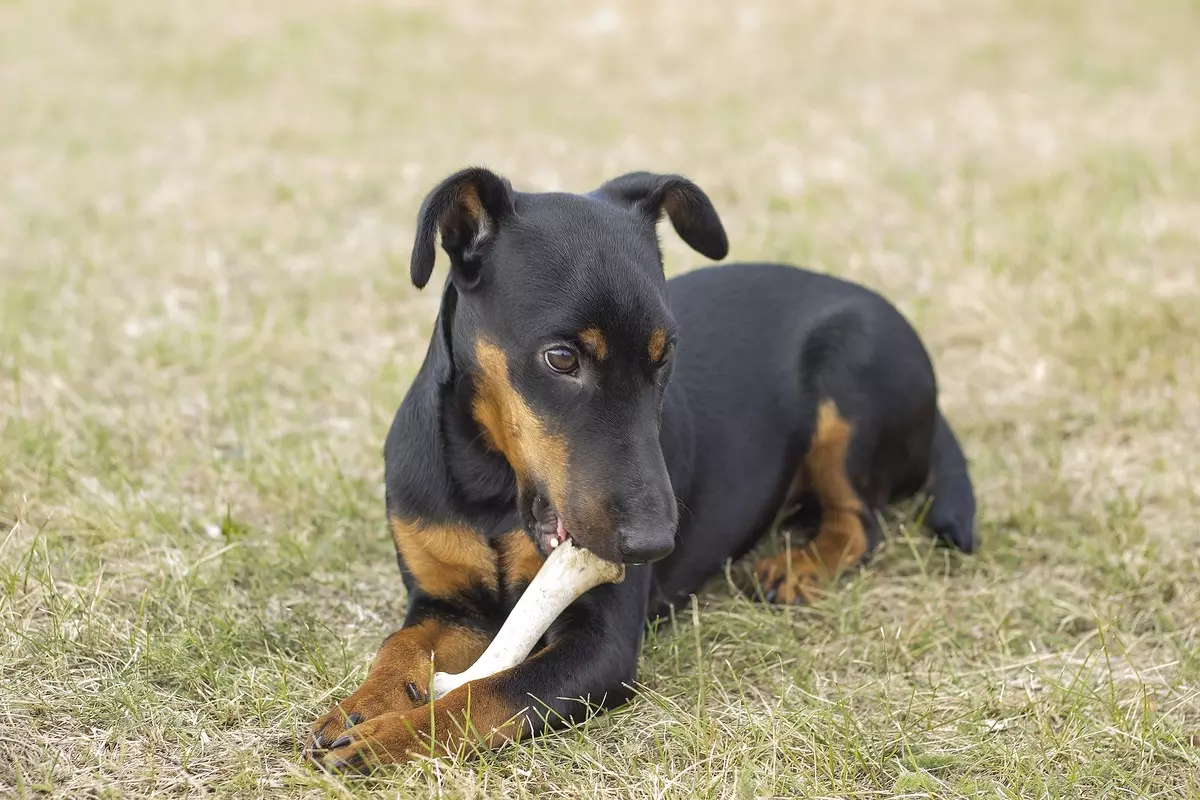 Yagdterère (63 fotos): Características da raza de caza alemá de cans, o contido de cachorros. Variedades. Descrición do carácter 23077_16