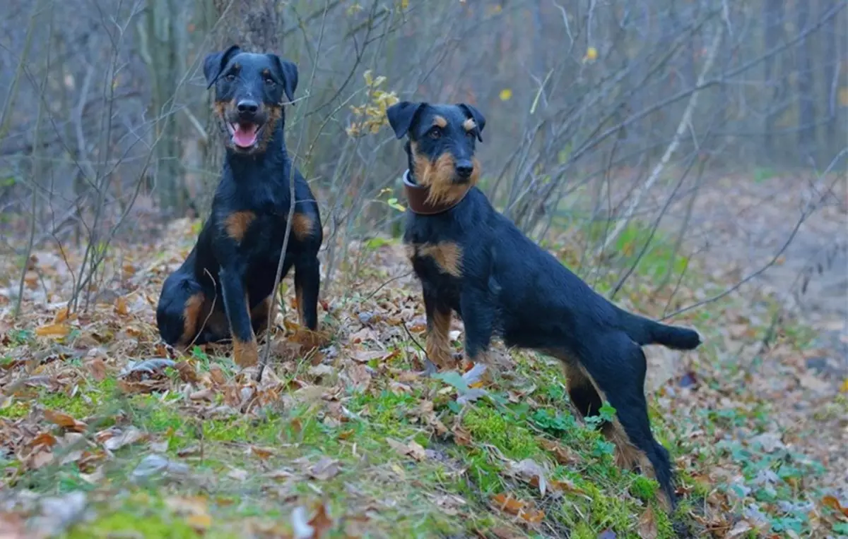 Yagdterère (63 foto): Caratteristiche della razza di caccia tedesca di cani, il contenuto dei cuccioli. Varietà. Descrizione del carattere 23077_24
