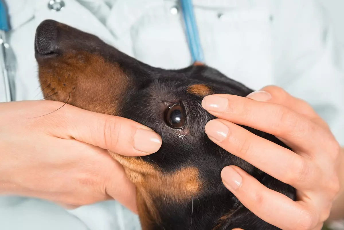 Yagdterère (63 foto): Karakteristikat e gjuetisë gjermane të qenve të qenve, përmbajtjen e puppies. Varieteteve. Përshkrimi i karakterit 23077_28