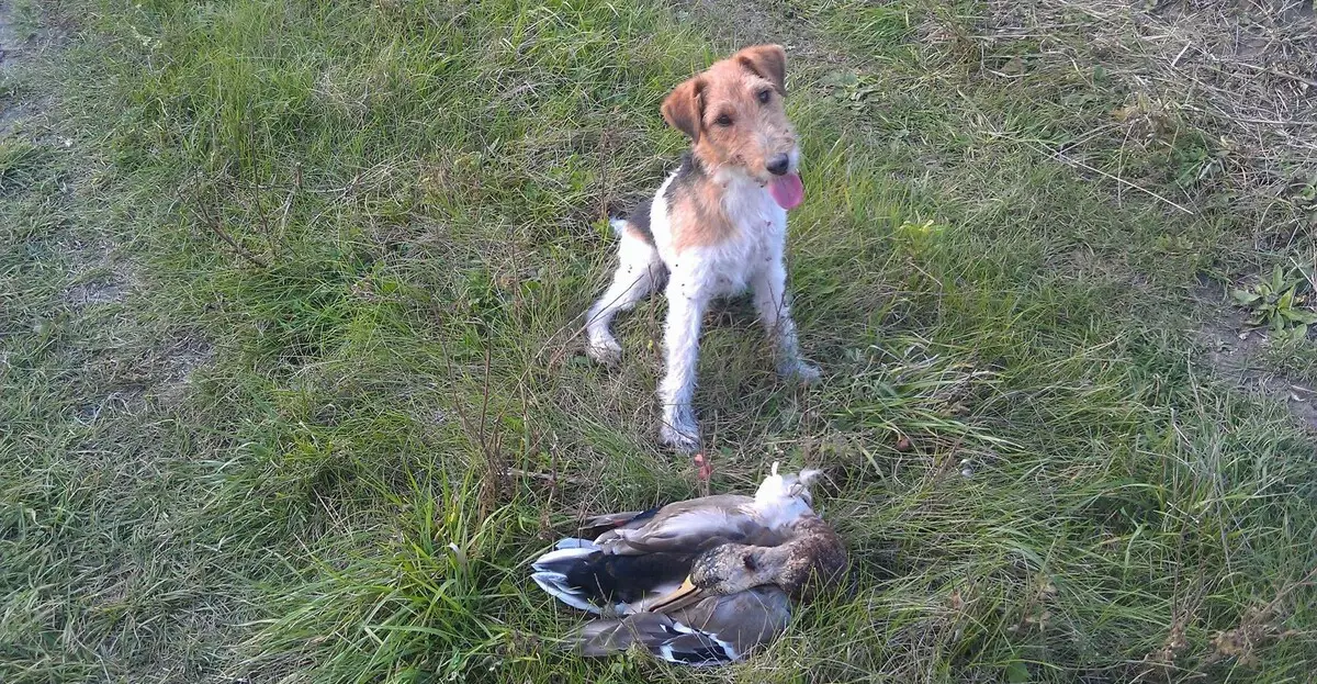 YAGDTERÈRE (63 Fotos): Merkmale der deutschen Jagdrasse von Hunden, der Inhalt der Welpen. Sorten. Beschreibung des Charakters. 23077_4