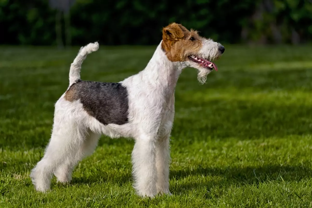 Yagdterère (63 foto's): kenmerken van het Duitse jachtras van honden, de inhoud van pups. Variëteiten. Beschrijving van het karakter 23077_5