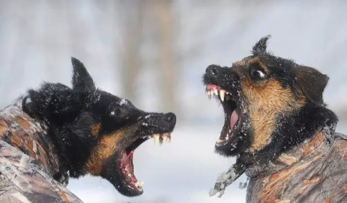 Yagdterère (63 foto): Caratteristiche della razza di caccia tedesca di cani, il contenuto dei cuccioli. Varietà. Descrizione del carattere 23077_50