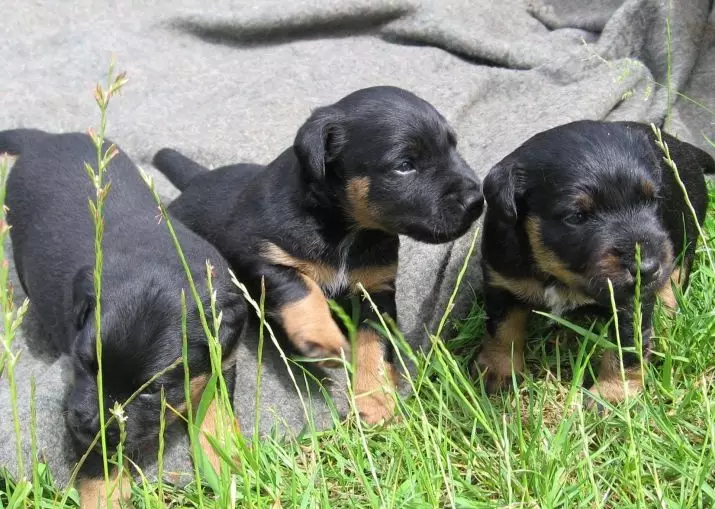 Yagdterère (63 foto): Caratteristiche della razza di caccia tedesca di cani, il contenuto dei cuccioli. Varietà. Descrizione del carattere 23077_52