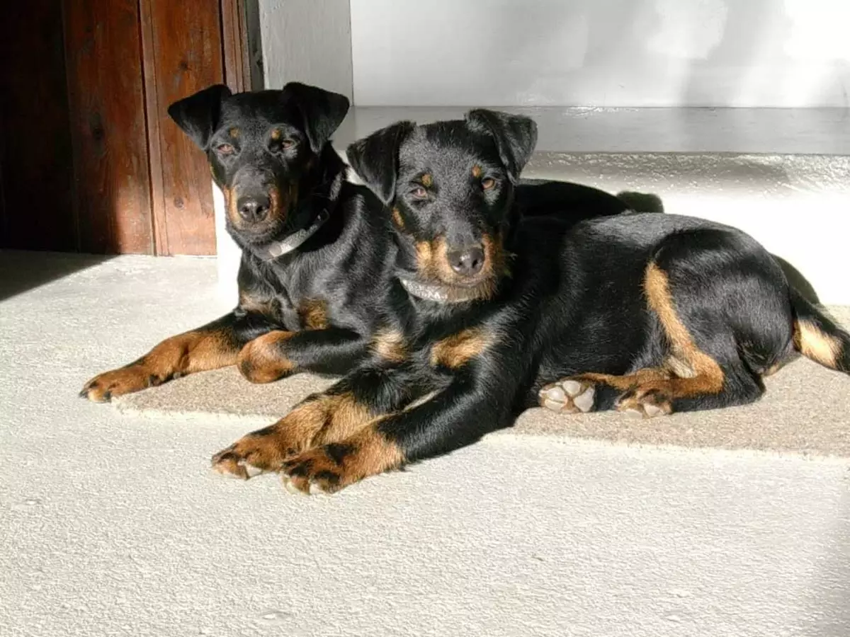 Yagdterère (63 foto): Caratteristiche della razza di caccia tedesca di cani, il contenuto dei cuccioli. Varietà. Descrizione del carattere 23077_54