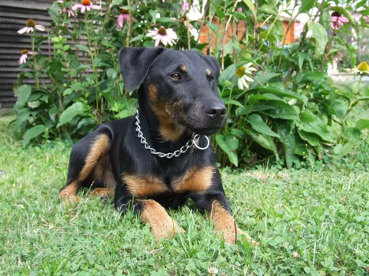 YAGDterère (63 תמונות): תכונות של גזע הציד הגרמני של כלבים, התוכן של גורים. זנים. תיאור התו 23077_57
