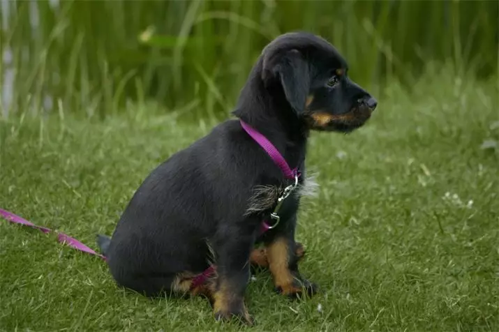 YAGDterère (63 תמונות): תכונות של גזע הציד הגרמני של כלבים, התוכן של גורים. זנים. תיאור התו 23077_58