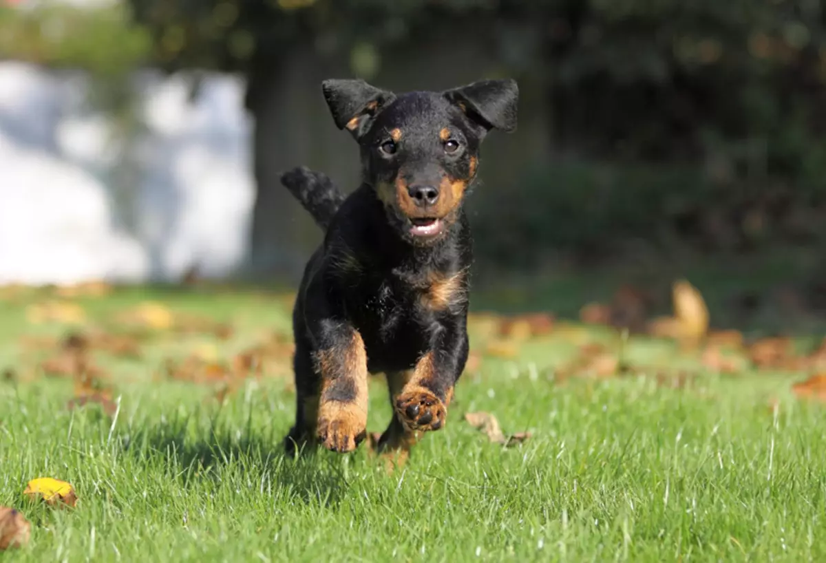 Yagdterère (63 foto): Caratteristiche della razza di caccia tedesca di cani, il contenuto dei cuccioli. Varietà. Descrizione del carattere 23077_59