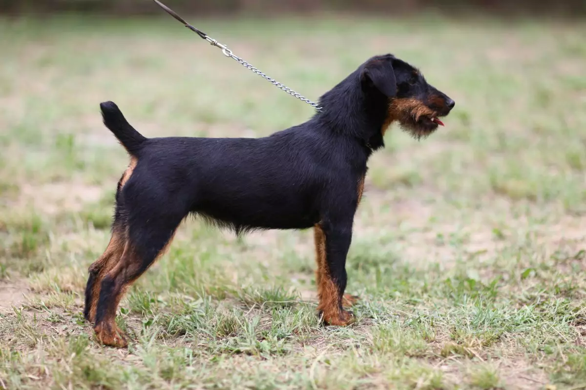 Yagdterère (63 foto): Caratteristiche della razza di caccia tedesca di cani, il contenuto dei cuccioli. Varietà. Descrizione del carattere 23077_62