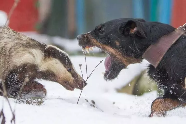 Yagdterère (63 foto): Caratteristiche della razza di caccia tedesca di cani, il contenuto dei cuccioli. Varietà. Descrizione del carattere 23077_7