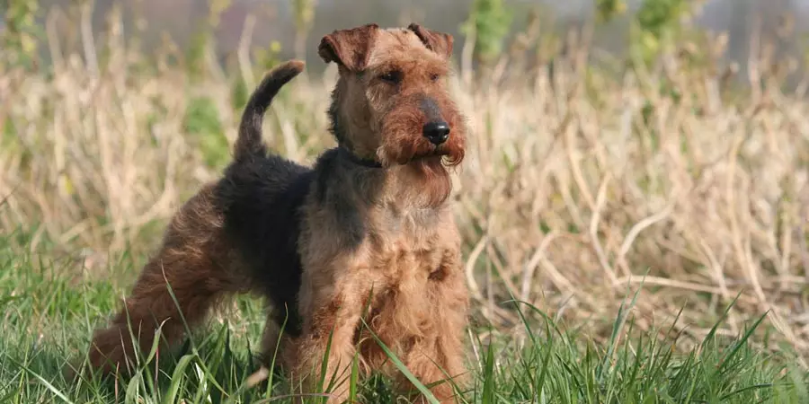Yagdterère (63 foto's): kenmerken van het Duitse jachtras van honden, de inhoud van pups. Variëteiten. Beschrijving van het karakter 23077_8