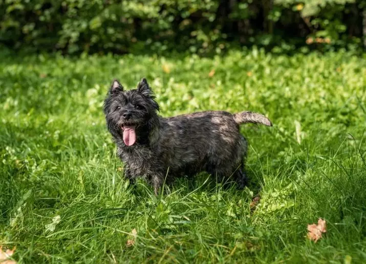 Cairn Terrier (39 şəkil): cins təsviri, bala təbiət. sxemi bəzək. Dog ağ və digər rənglər 23081_2