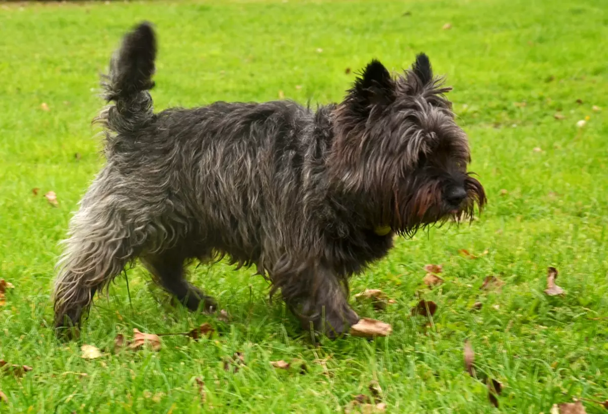 Caier Terrier (39 Poto): Katerangan tina breed, karakter anak anjing. Skéma tremming. Bodas sareng anjing sanés 23081_3