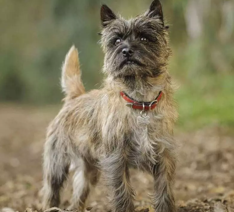 Caier Terrier (39 Poto): Katerangan tina breed, karakter anak anjing. Skéma tremming. Bodas sareng anjing sanés 23081_37