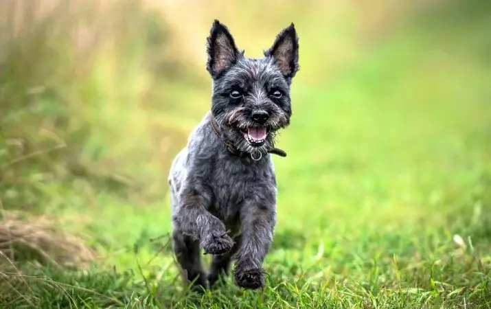 Curne Terrier (39 foto): Descrizione della razza, il carattere dei cuccioli. Schema di taglio. Bianco e altri cani 23081_39