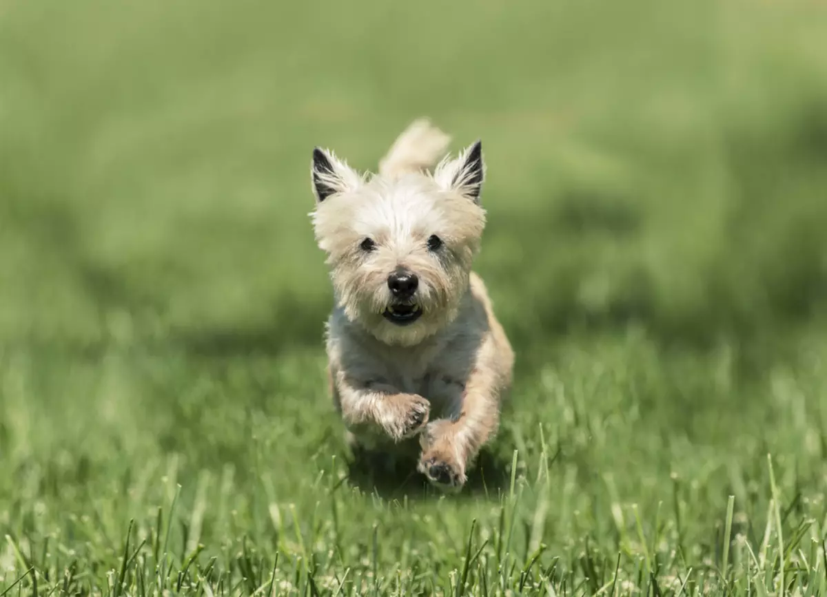 Curne Terrier (39 foto): Deskripsyon nan kwaze a, karaktè nan puppies. Rediksyon konplo. Chen blan ak lòt 23081_4