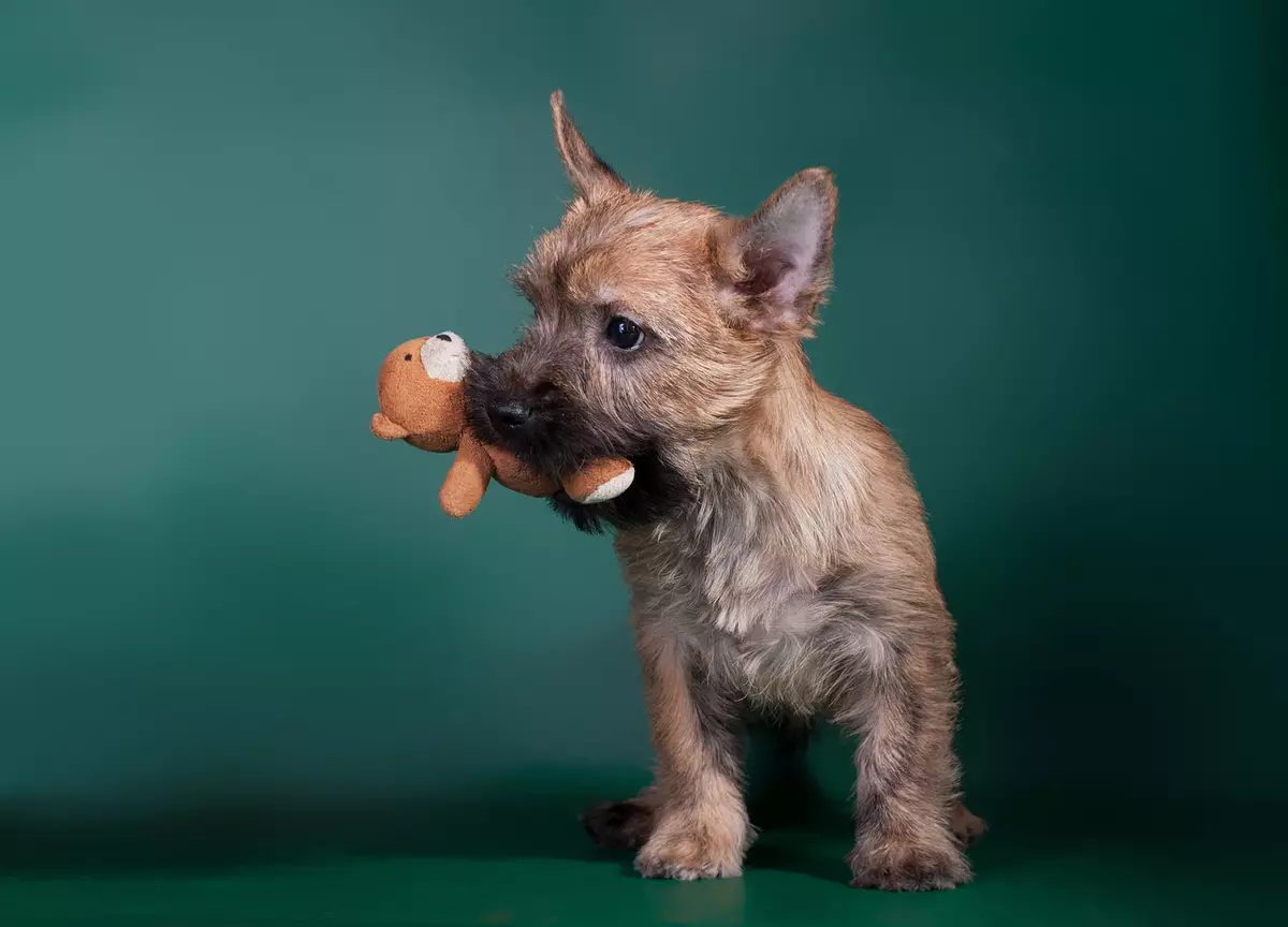 Curne Terrier (39 ta rasm): zoti tavsifi, kuchuklarning xarakteri. Sxema sxemasi. Oq va boshqa itlar 23081_7