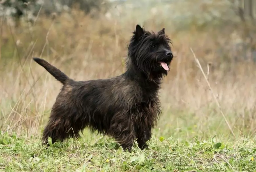 Curne Terrier (39 акс): тавсифи зот, хусусияти сагбачаҳо. Нақшаи Trimming. Сафед ва дигар сагҳо 23081_9