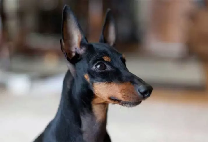 English Toy Terrier (31 photos): Description of the breed, the character of the puppies of the terriers. What do dogs differ from Russian to-terriers? 23082_11