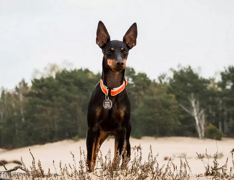 English Toy Terrier (31 photos): Description of the breed, the character of the puppies of the terriers. What do dogs differ from Russian to-terriers? 23082_18