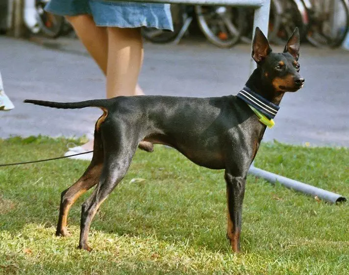 ინგლისური Toy Terrier (31 ფოტო): აღწერა ჯიშის, ხასიათი puppies of terriers. რა ძაღლები განსხვავდებიან რუსეთის ტრეიდერისგან? 23082_19