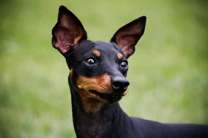 Engels Toy Terrier (31 foto's): beschrijving van het ras, het karakter van de pups van de terriers. Wat verschillen honden van Russisch To-Terriers? 23082_3