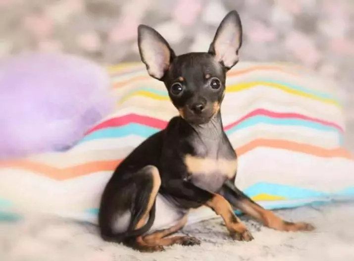 English Toy Terrier (31 photos): Description of the breed, the character of the puppies of the terriers. What do dogs differ from Russian to-terriers? 23082_31