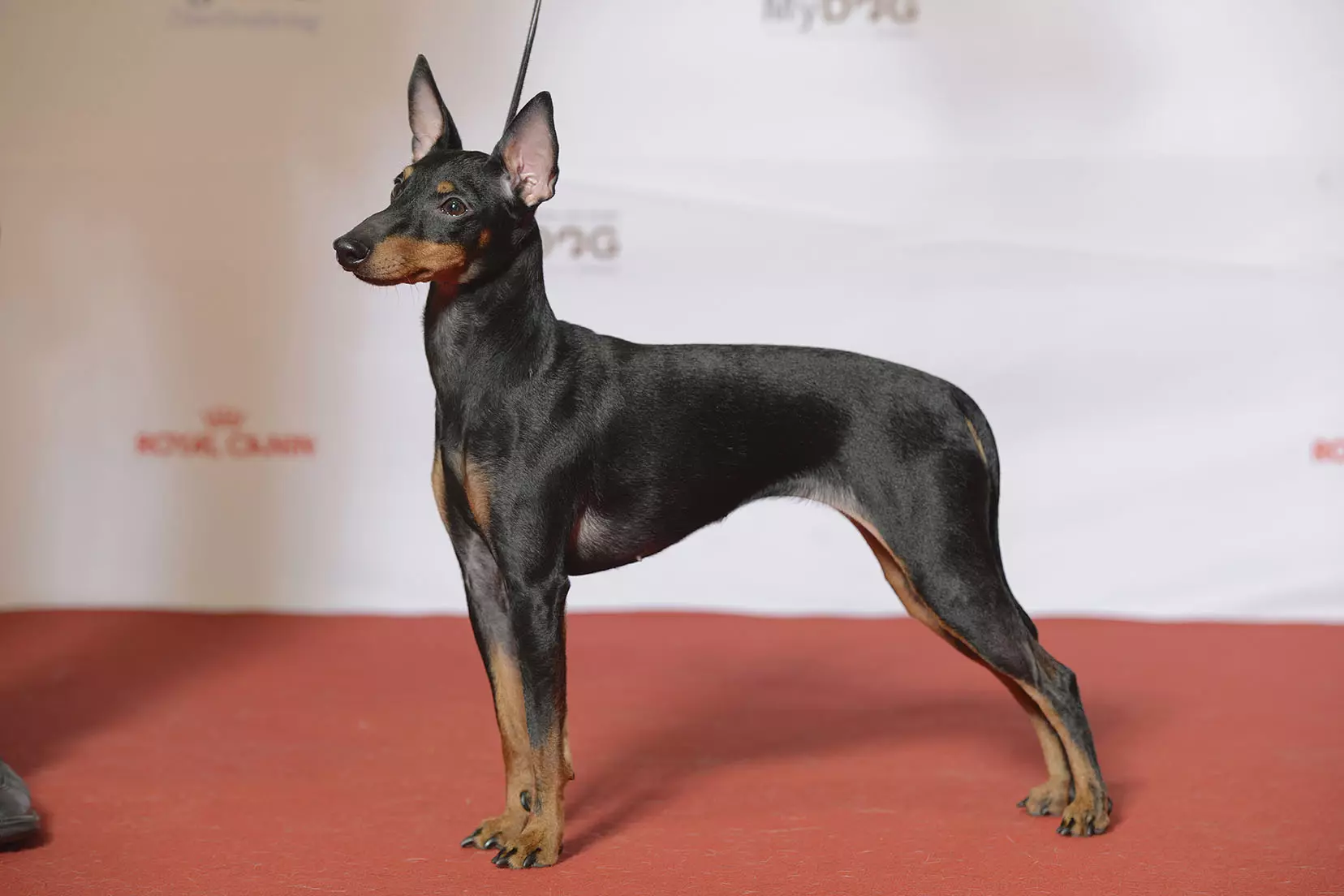 ინგლისური Toy Terrier (31 ფოტო): აღწერა ჯიშის, ხასიათი puppies of terriers. რა ძაღლები განსხვავდებიან რუსეთის ტრეიდერისგან? 23082_4