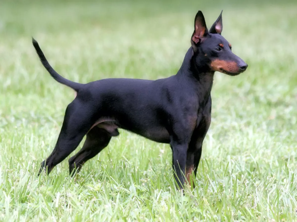 Toy Toy Terrier (31 รูป): คำอธิบายของสายพันธุ์ลักษณะของลูกสุนัขของเทอร์เรีย สุนัขมีอะไรแตกต่างจากรัสเซียถึงเทอร์เรีย? 23082_5